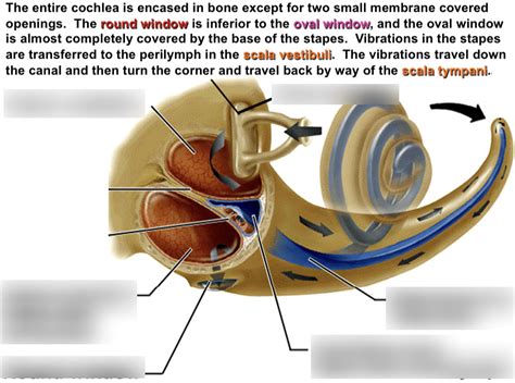 The Cochlea Unrolled Diagram Quizlet