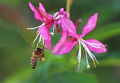 50 Free Gaura Nitai Gaura Images Pixabay