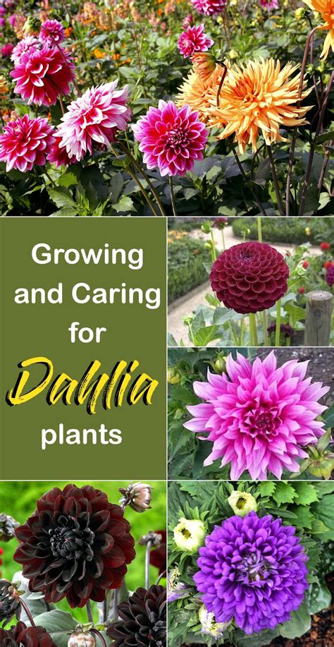 How To Grow Dahlia Plants Growing Dahlias In Pots Growing Dahlias