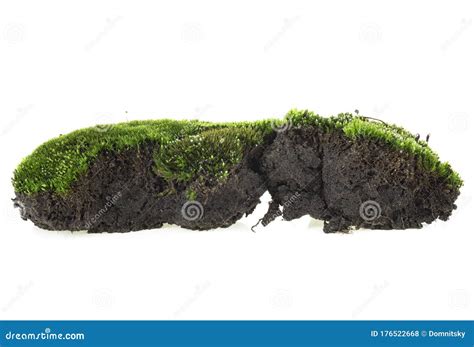 Green Moss On Soil Isolated On White Background Stock Photo Image Of