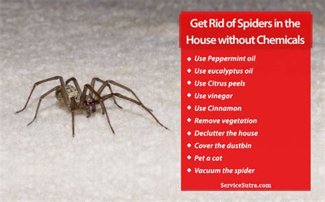 Best Way To Get Rid Of Spiders Around The House House Poster