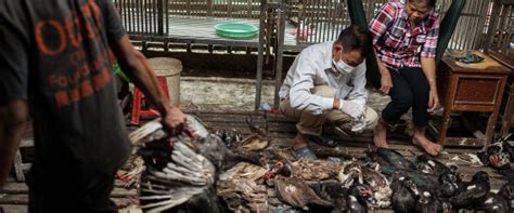 Das risiko einer ausbreitung des virus gilt als gering. Vietnam: Mensch stirbt an Vogelgrippe