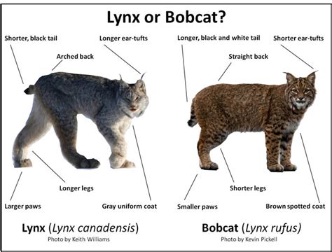 Studying Lynx Between Climate Change And Feline Range The Rocky Mountain Goat