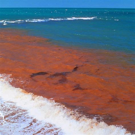 Advent Messenger Massive Red Tide Threatens Florida S Gulf Coast