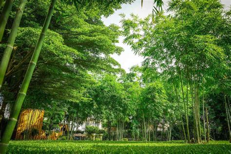 53 Bamboo Garden Ideas That Will Inspire You