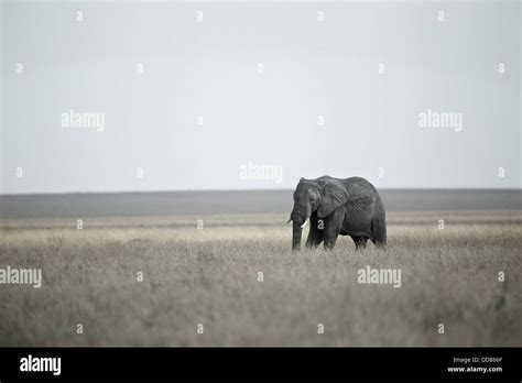 Lone Elephant Serengeti Savannah Tanzania Africa Stock Photo Alamy