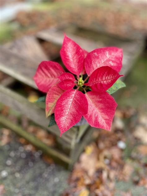 Poinsettia Pulcherima Premium Ice Crystal Jungle Boogie