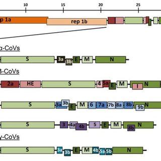 A Schematic Illustration Of The Genomic Organization Of Representative