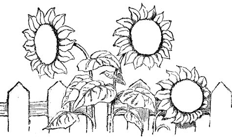 Their vibrant colors brighten any space and evoke a feeling of carefree summer days. Sunflower coloring pages to download and print for free