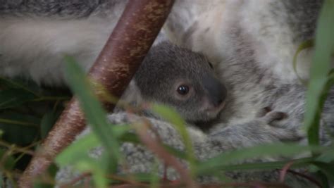 Cute Baby Koala Tree Stock Footage Video 100 Royalty Free 23559340