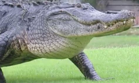 Video Shows Scary 12 Foot Alligator Casually Strolling Through A Golf