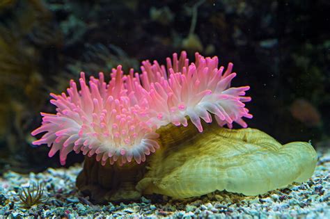 Pink Sea Anemone If Im Not Mistaken This Is A Pink Sea A Flickr
