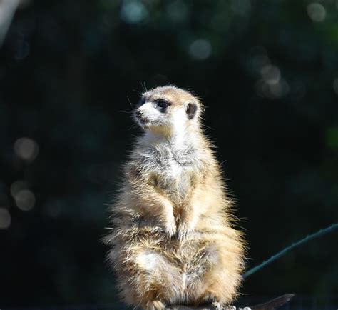 Meerkats San Diego Safari Park Flickr