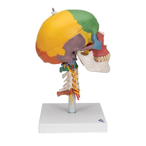Human Skull Model Plastic Skull Model Didactic Human Skull Model On