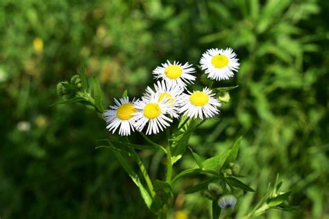 Beautiful Flowers Of Erigeron Annuus Growing In The Garden Stock Photo