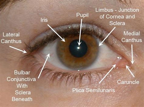 Limbus External Eye Anatomy