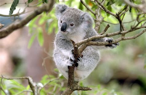 Koala Bears As Pets Pet Ponder
