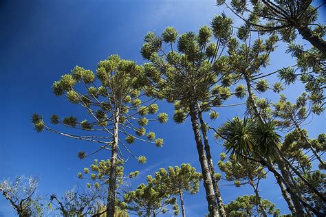 10 Endangered Species Of Trees Worldatlas