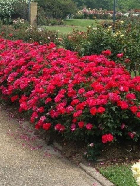 Flowering Bushes For Planter Boxes The Tree Center