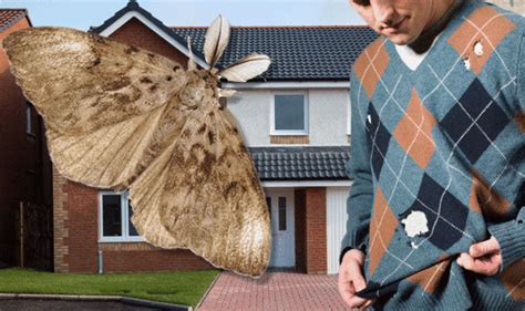 Property Do This To Get Rid Of Moths In Your House Number In The Uk Rising Uk