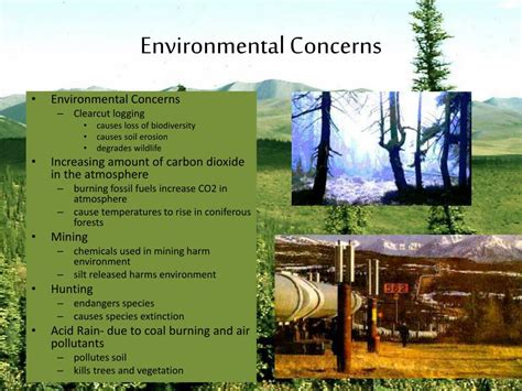 Ppt Coniferous Forests Powerpoint Presentation Free Download Id