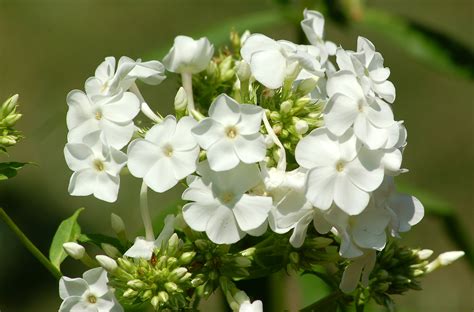 Perennial wholesale nursery guarantees #1 lowest prices for trees, shrubs, ferns and perennials online. Grow 'David' Garden Phlox for White, Perennial Flowers