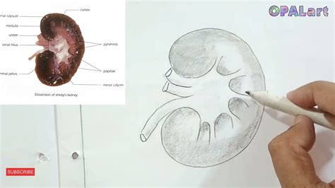 How To Draw Diagram Of Sheeps Kidney On Biology Practical Copy Youtube