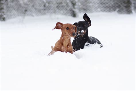 Snow Puppy Animal Cognizance