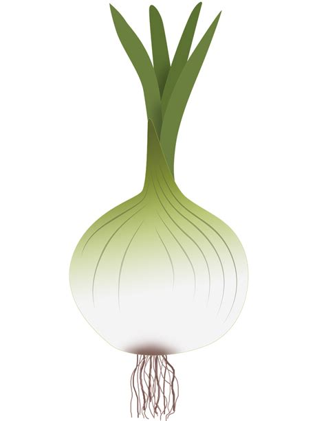 Onion Drawing Of Onion Vegetables Power Free Illustrations Free