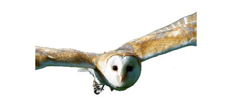 Barn Owl Clipart File Barn Owl Transparent Clip Art Library