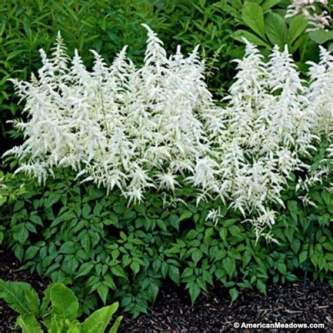 Especially since these plants grow in shade, the striking contrast of snow white plumes is always a treat. Deutschland Astilbe | Astilbe japonica, Plants, Perennials