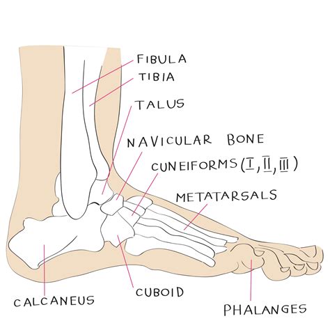 Foot Anatomy A Quick Lesson From A New Hampshire Podiatrist Nagy Footcare