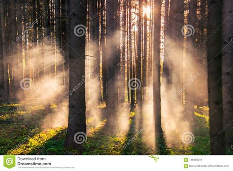 Misty Pine Forest At Sunrise Stock Photo Image Of Background Nature