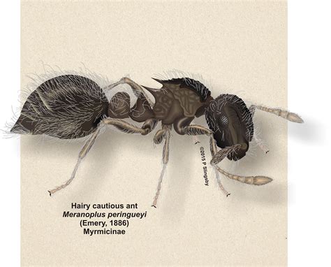 Ants Of Southern Africa Meranoplus Peringueyi The Hairy Cautious Ant