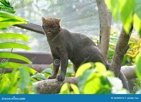 Jaguarundi A Small Wild Cat Stock Image Image Of Enclosure Animal