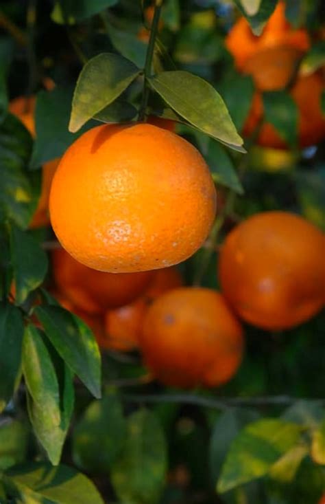 Citrus Kinnow Fruit Pakistan