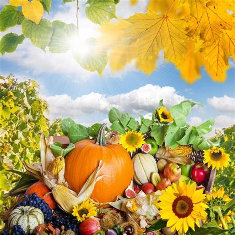 Laeacco Autumn Sunlight Pumpkin Fruits Flower Harvest Photography