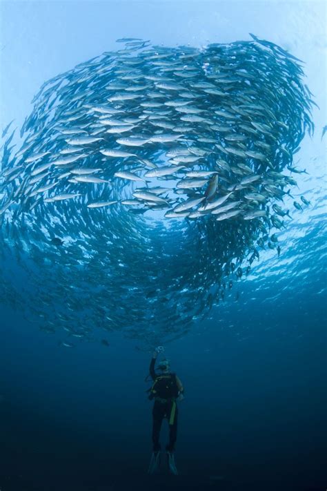 Deep Sea Dwellers An Underwater Photo Exploration The Shutterstock