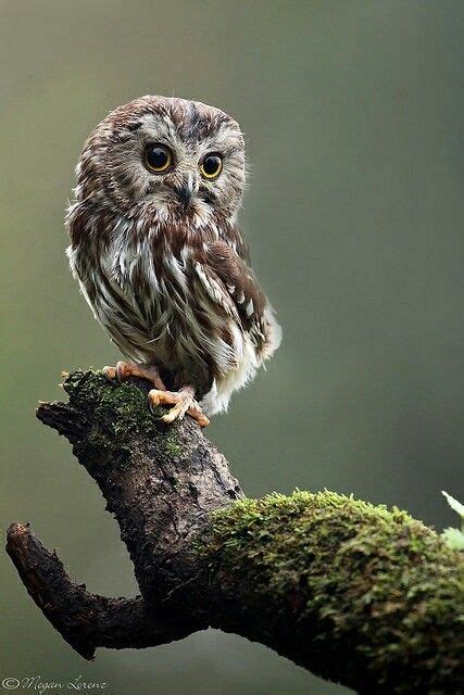 Pygmy Owl I Want One Baby Owls Saw Whet Owl Cute Animals