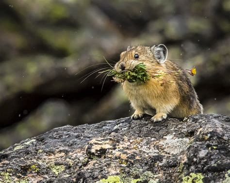 Pika With Flowers Photography By Brian Luke Seaward