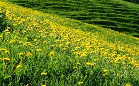 Yellow Dandelions Slope Flowers Field Green Grass 4k Hd Flowers