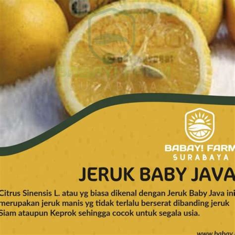 Jual Buah Jeruk Baby Java Di Seller Babay Farm Jakarta Cipedak Kota