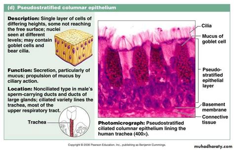 Types Of Epithelial Tissue Pptx Drsuhaila Muhadharaty