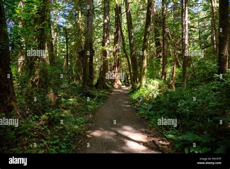Beautiful Path In The Woods Taken In Cape Scott Provincial Park