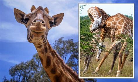 Giraffes Iconic Long Necks Evolved To Make Their Heads Better Weapons