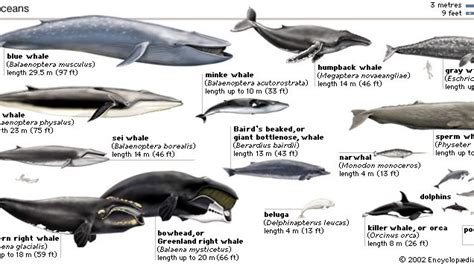 Whale Definition Types And Facts Britannica