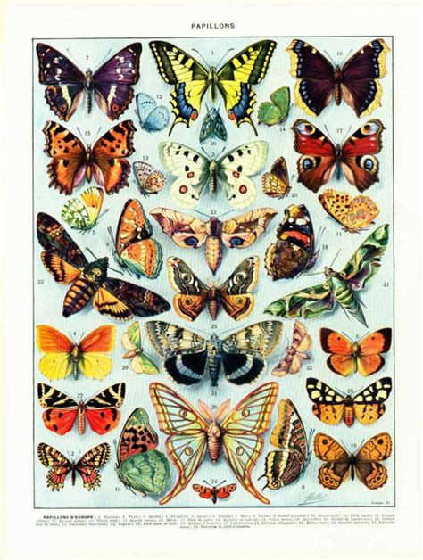1933 Antique Butterflies Identification Chart Print Vintage Butterfly