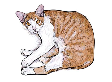Laying Down Catvector Illustration ~ Illustrations On Creative Market