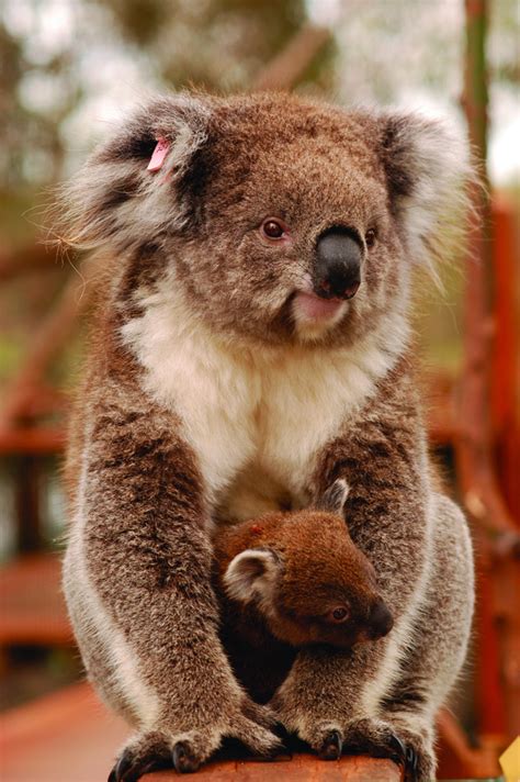 Facts About Koalas Swain Destinations