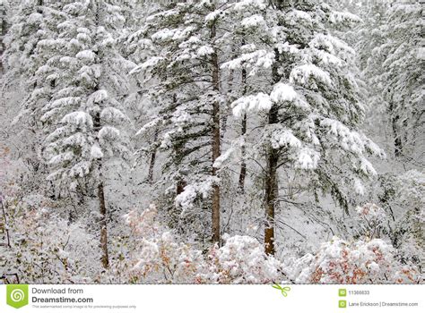 Pine Trees Covered In Snow Stock Photos Image 11366633
